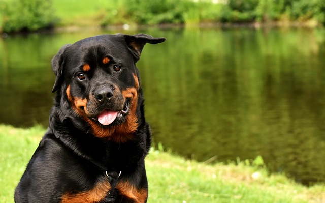 roztomilý rottweiler.jpg